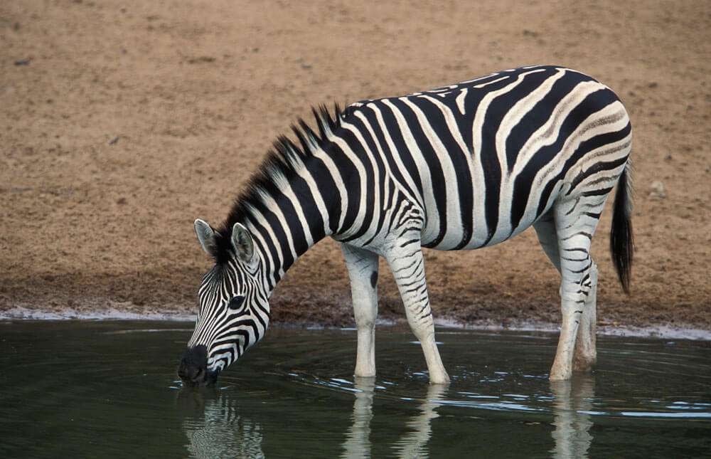 Zebra species