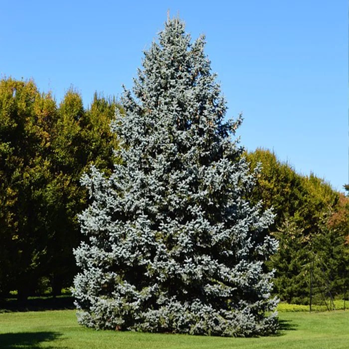 Columnar Blue Spruce Zebra Landscaping