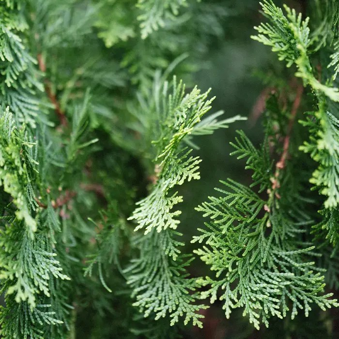 Brandon Cedar Zebra Landscaping