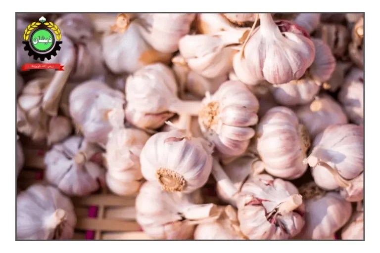 NARC G1 Garlic in Pakistan 2024 Latest Prices Zeeshan Agro