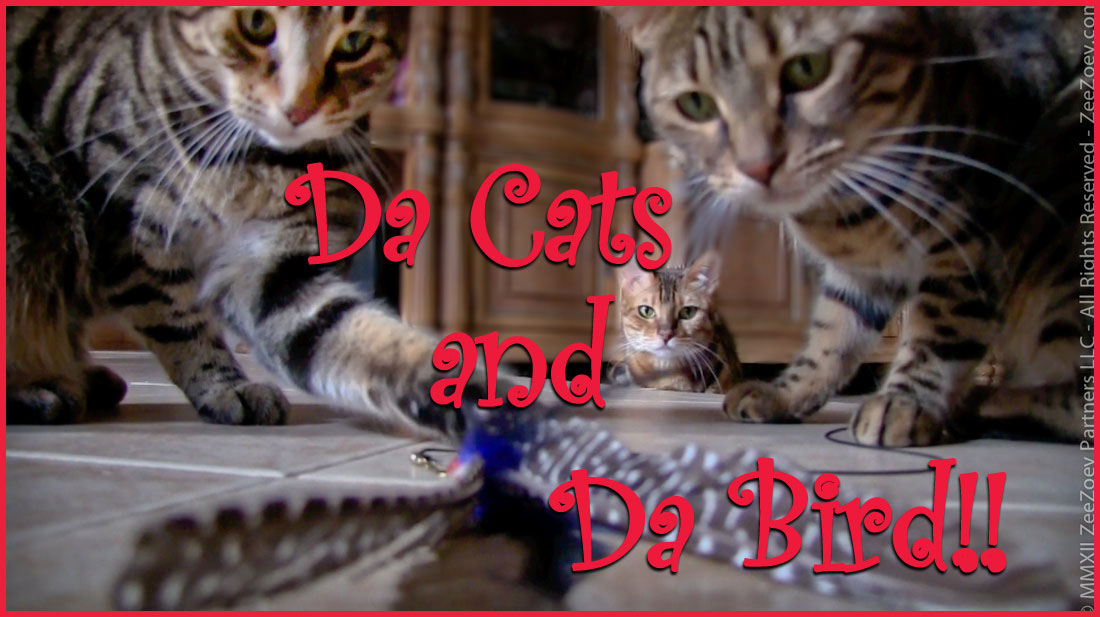 The Importance of Playtime From Da Cats &amp; Da Bird Zee &amp; Zoey's Cat