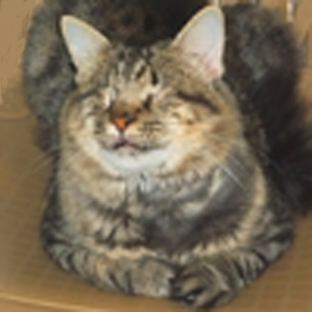 And the Winner of Zee & Zoey's Cat Ruler of the World Contest and