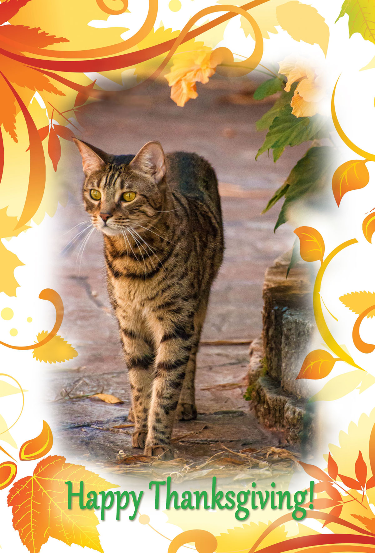 Awesome Happy Thanksgiving Images With Cats friend quotes