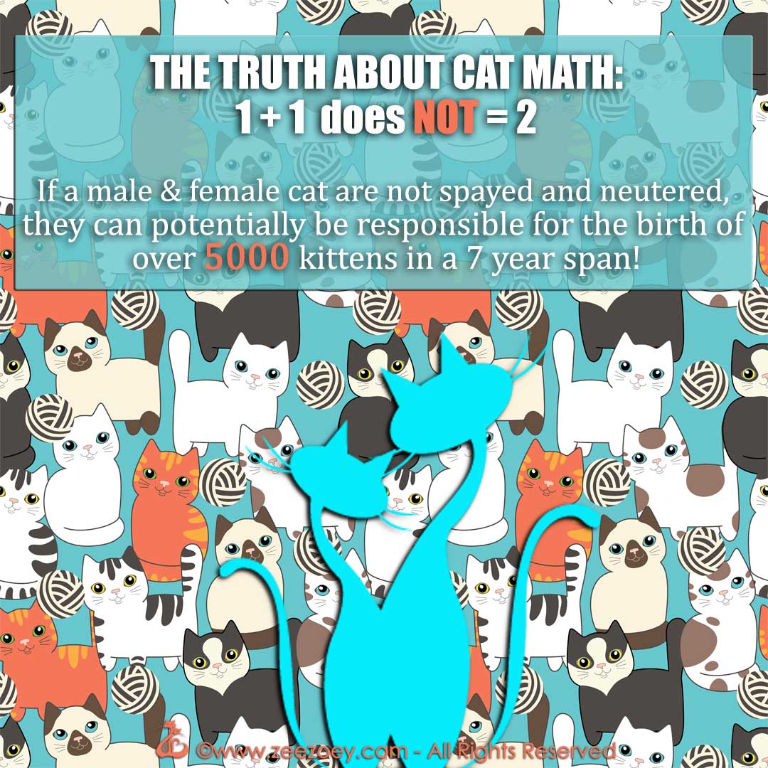 Spay it Forward for World Spay Day and Share the Facts on Cats, Kittens