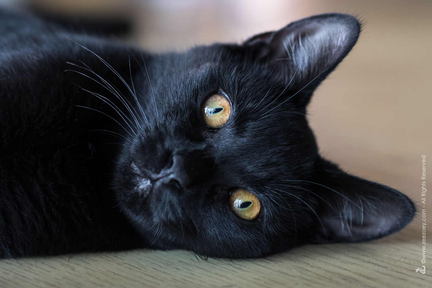 Black Cat Friday 20 Off CatThemed TShirts From Zee & Zoey’s Cat