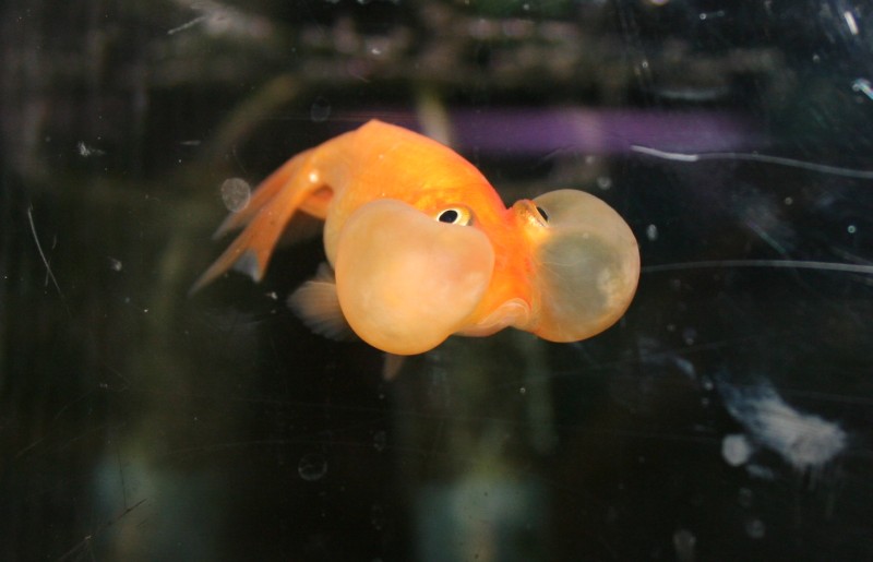 Image Fun Bubble fish