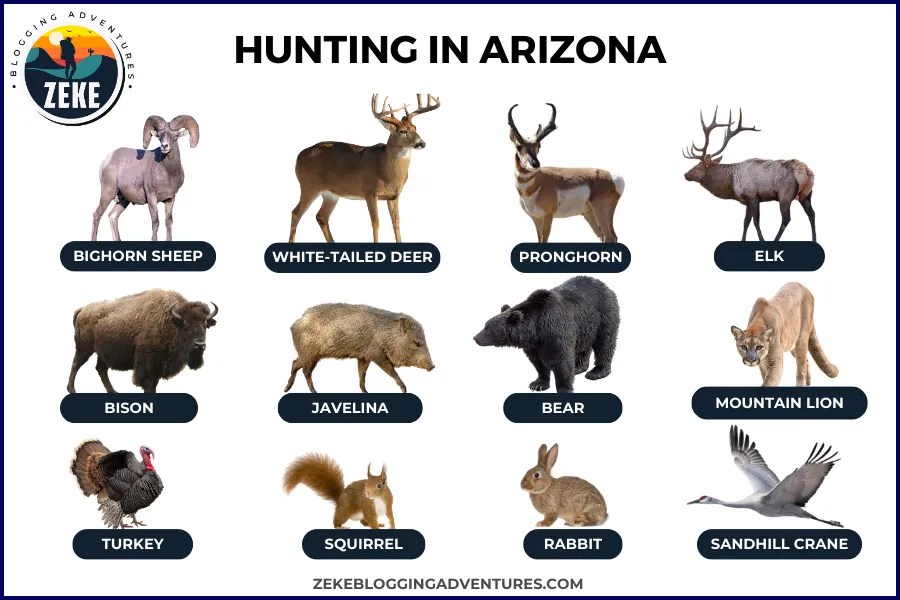 Hunting in Arizona [Season Guide 2023] Zeke Adventure Blog