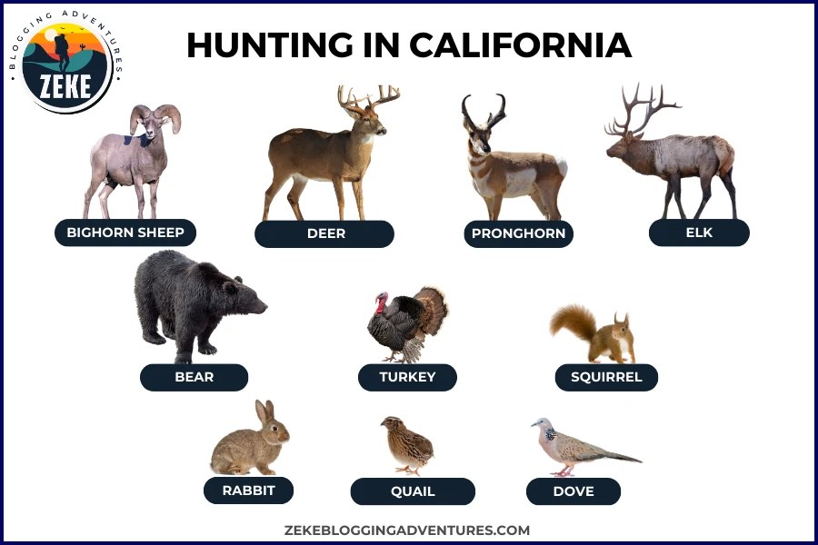Hunting in California [Season Guide 2024] Zeke Adventure Blog