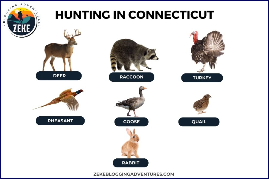 Hunting in Connecticut [Season Guide 2024] Zeke Adventure Blog