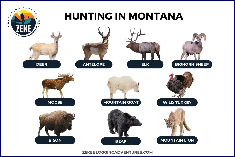 Hunting in Montana [Season Guide 2023] Zeke Adventure Blog
