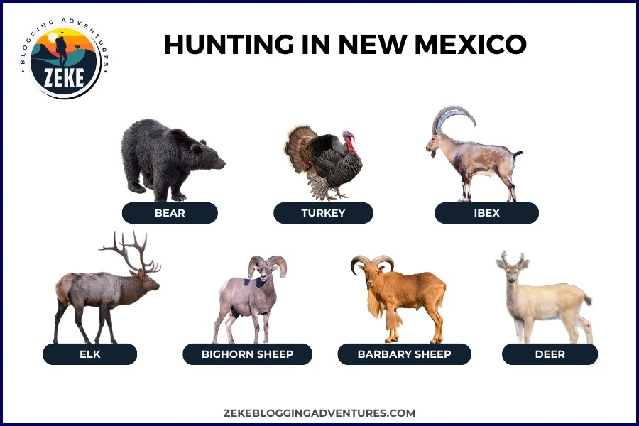 Hunting in New Mexico [Season Guide 2024] Zeke Adventure Blog