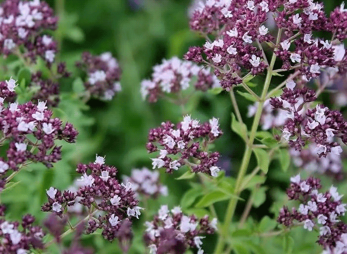 Душица полезные свойства и противопоказания Яблонька