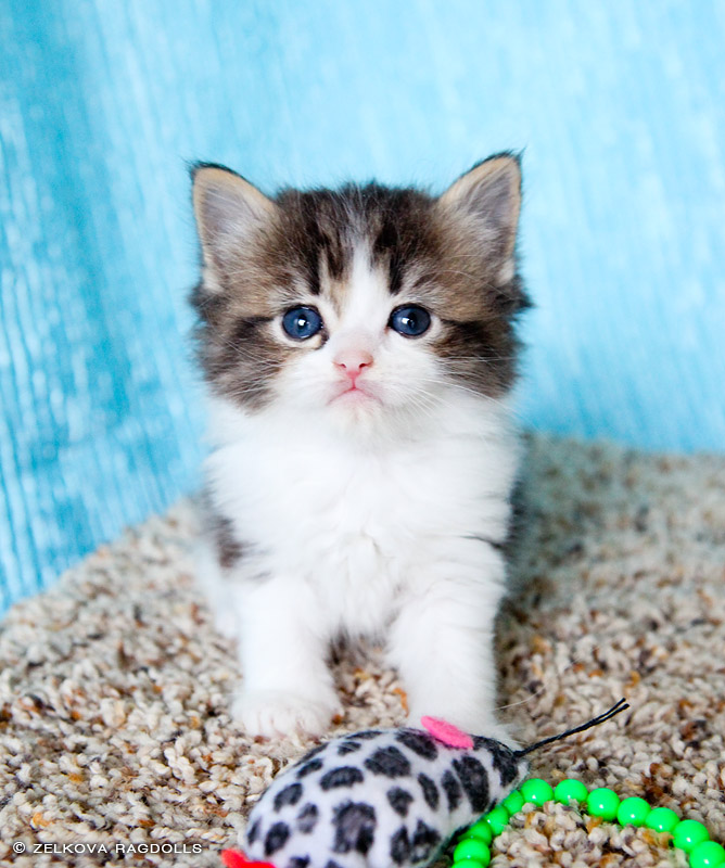 Zelkova Ragdolls NC Breeder