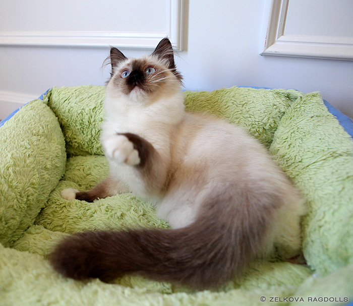 Zelkova Ragdolls NC Breeder
