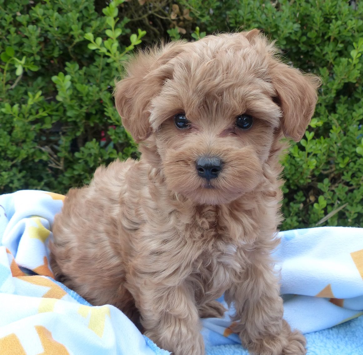 Introducing Link the Schnoodle!
