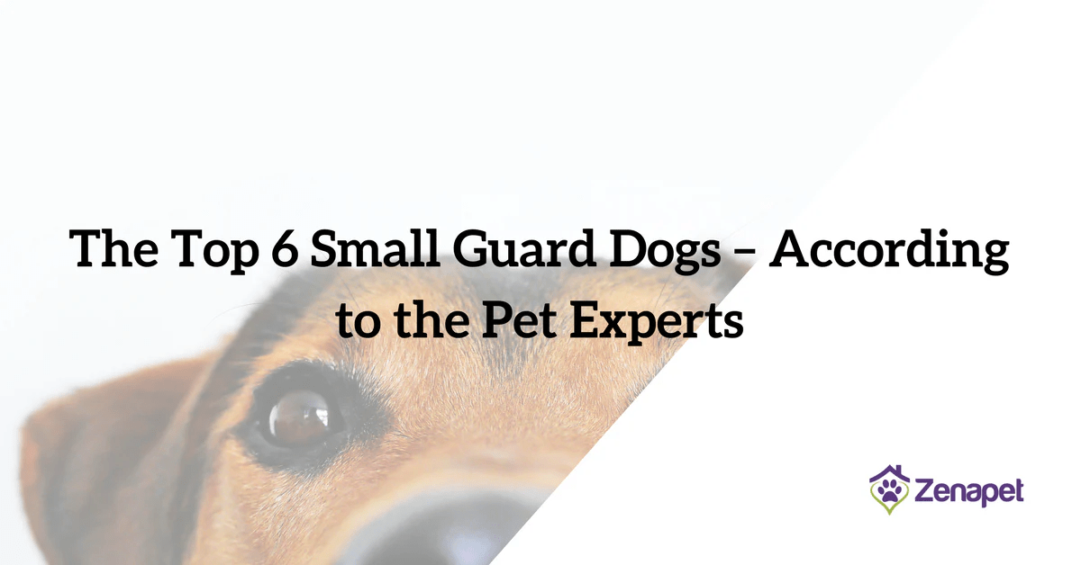 The Top 6 Small Guard Dogs Zenapet