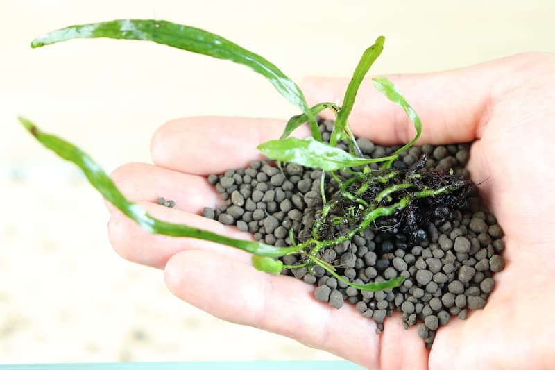 Best Substrate for Planted Tanks (Gravel & Sand)