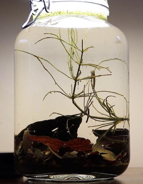 DIY Ecosphere How to Create Your Own (And What Might Be Inside!)