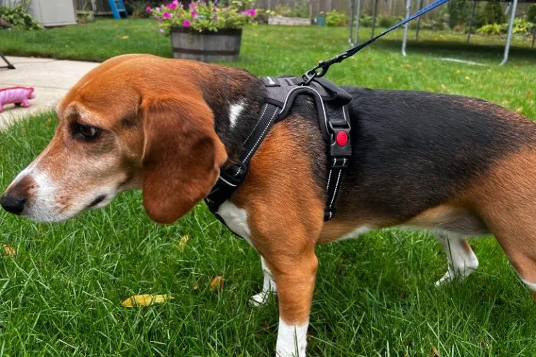 Best Beagle Harness (2024) Our 11 Favorite Harnesses