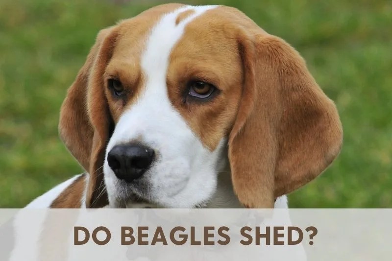 Do Beagles Shed A Lot? BEST PRACTICES Discussed!