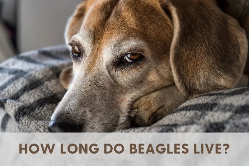 How Long Do Beagles Live? 3 Top Factors to Consider