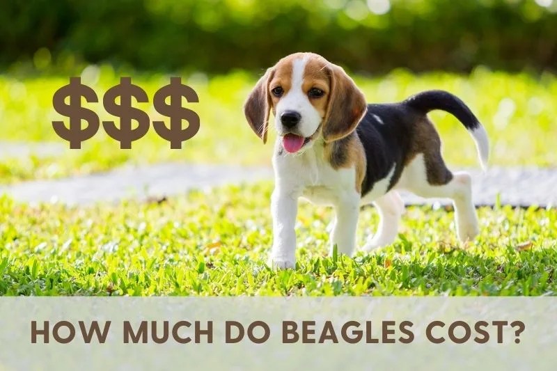 How Much Do Beagles Cost? (2024) Best Beagle Guide