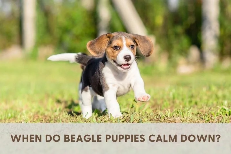 When Do Beagle Puppies Calm Down? Top Behavior Tips!
