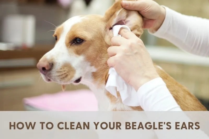 How To Clean Beagles Ears Easy To Follow Guide!