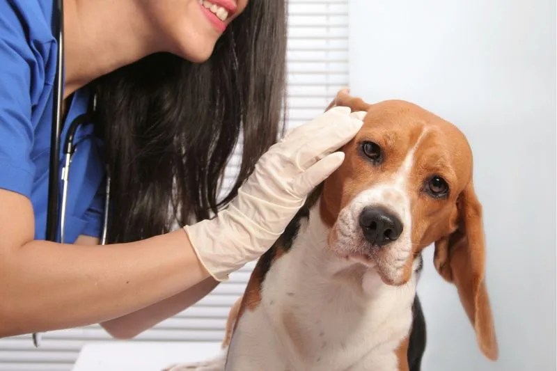 How To Clean Beagles Ears Easy To Follow Guide!