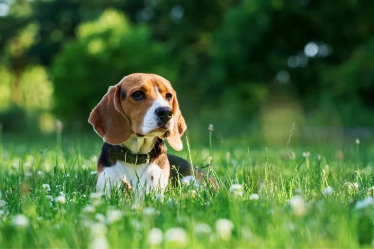 Is a BEAGLE a Good First Dog To Own? Yes They Are!
