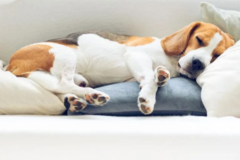 How To Crate Train A Beagle Puppy A Guide That Works!