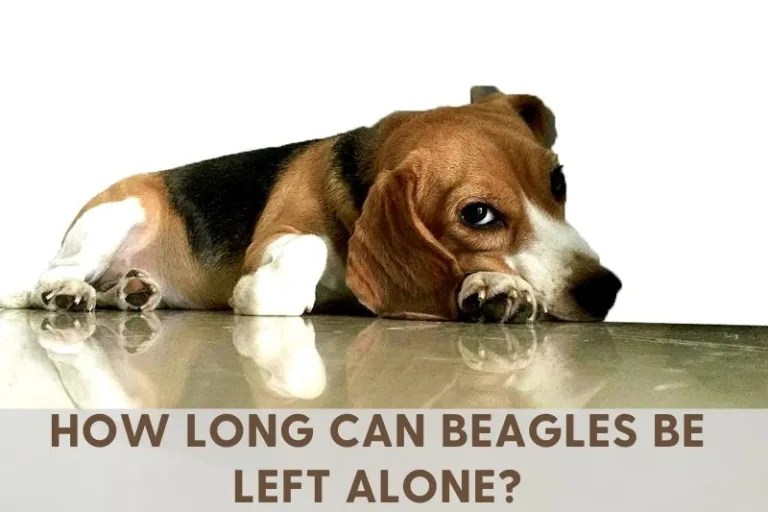 Caring For A Beagle Top Guide to Beagle Care and Health