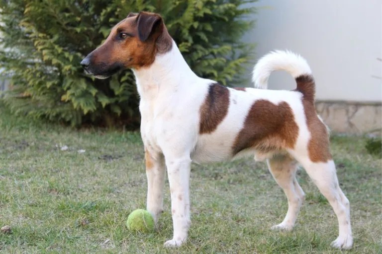 Smooth Fox Terrier Beagle Mix Amazing Mix Breed!