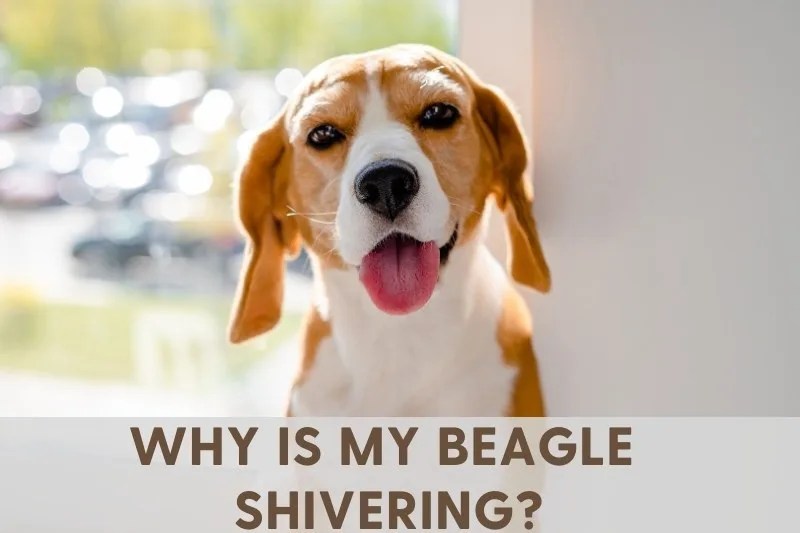 Why Is My Beagle Shivering? Common Causes and Help!