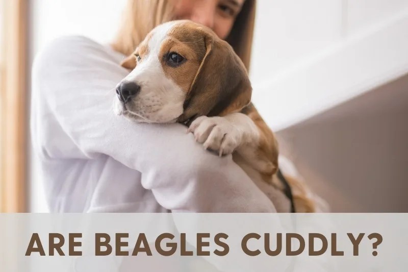 Why Do Beagles Lick Their Paws? How to Stop it!