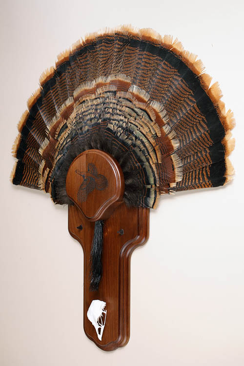 Taxidermy Turkey Fan Mounts Zen Bowhunter Blog