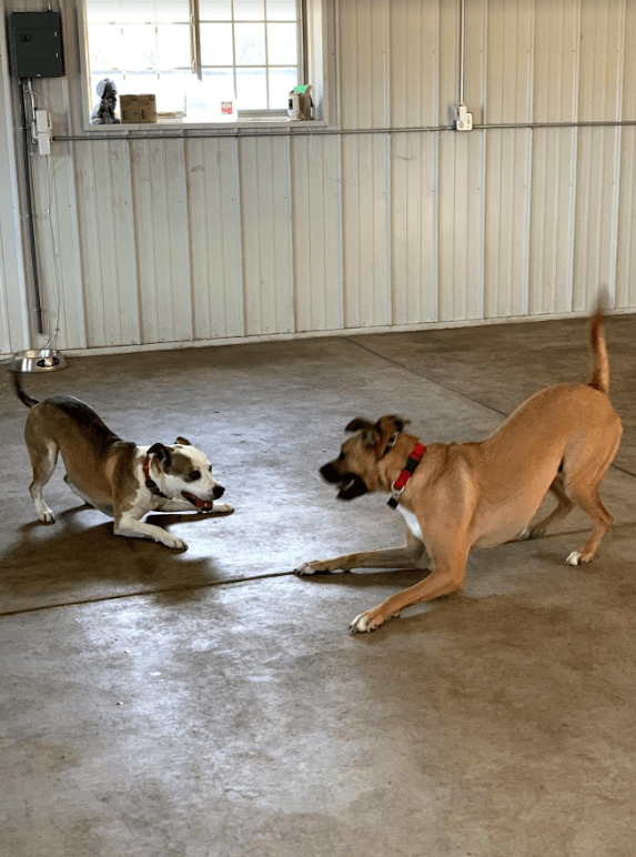 Our Services Zen Doggy Den Dog Day Care & Boarding in Wheat Ridge