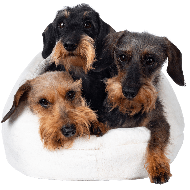 ZenDog Dog Training, Daycare and Boarding