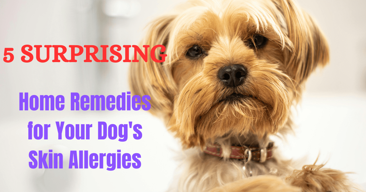 5 Surprising Home Remedies for Your Dog's Skin Allergies Zen Dog Tips