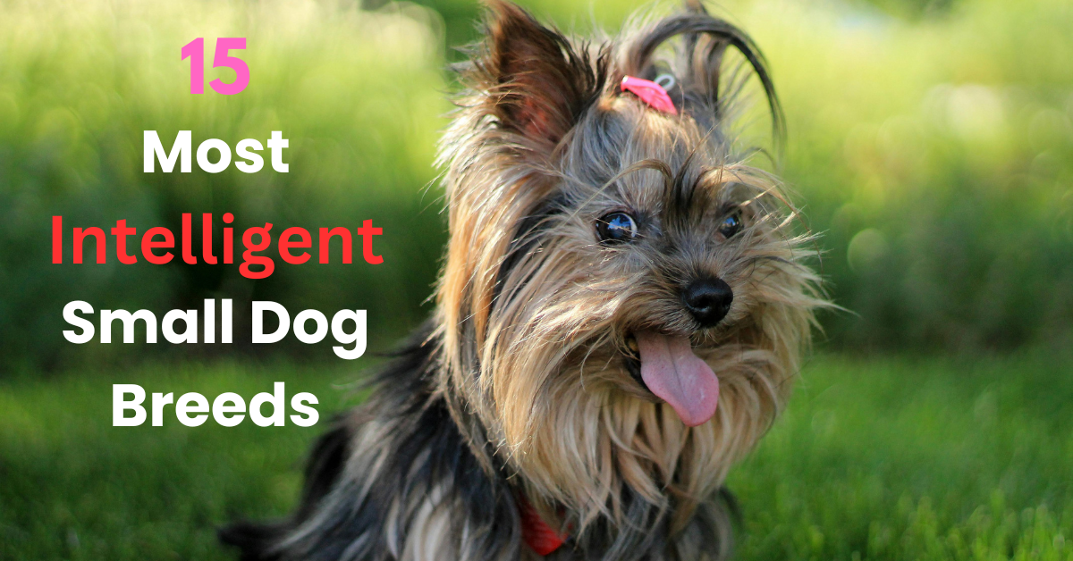15 Most Intelligent Small Dog Breeds for Mental Agility Zen Dog Tips
