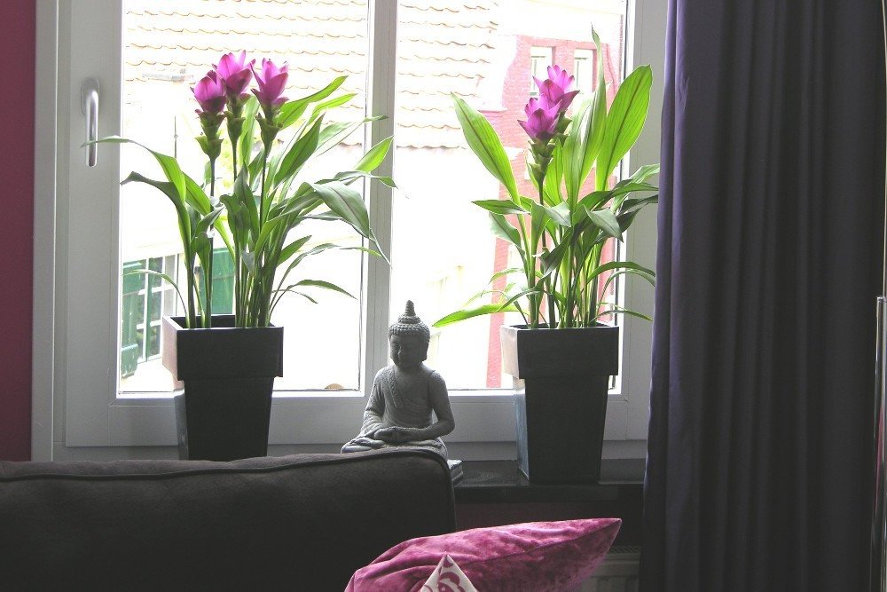 Curcuma Pflanze als Zimmerpflanze Garten, Innendesign