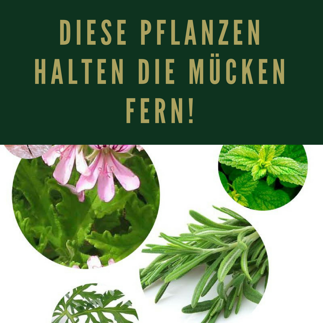 20 Pflanzen gegen Mücken Das hilft wirklich! Gesundheit