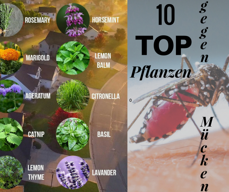 20 Pflanzen gegen Mücken Das hilft wirklich! Gesundheit