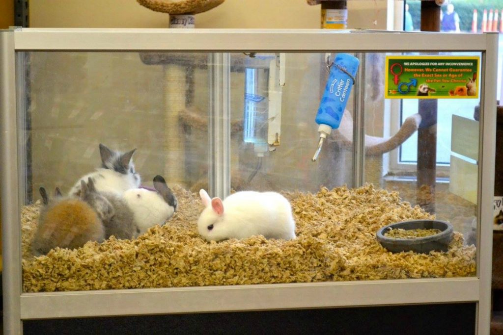 Pet Supply Plus Zenith Building Group