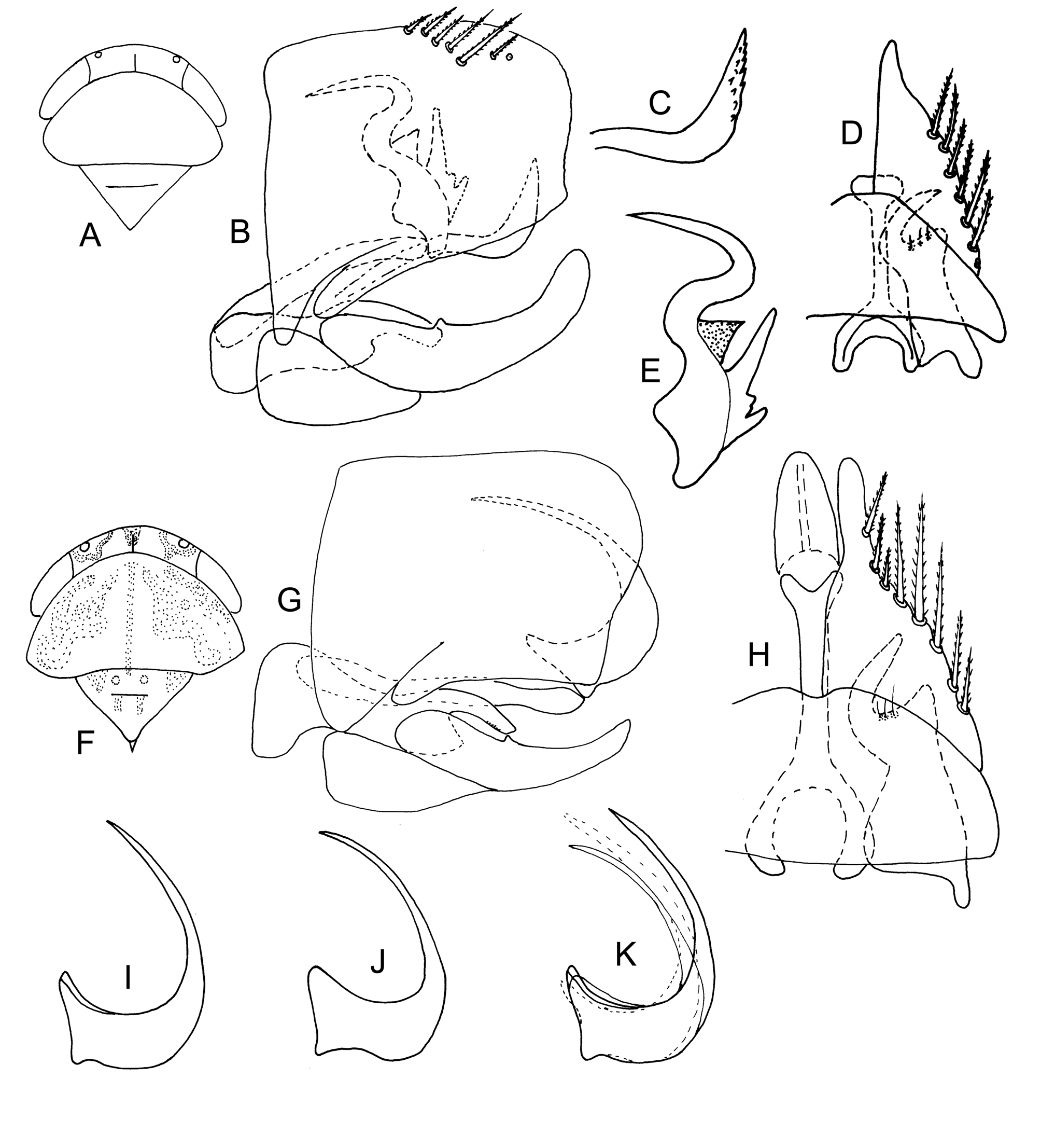 Balclutha punctata Plazi TreatmentBank