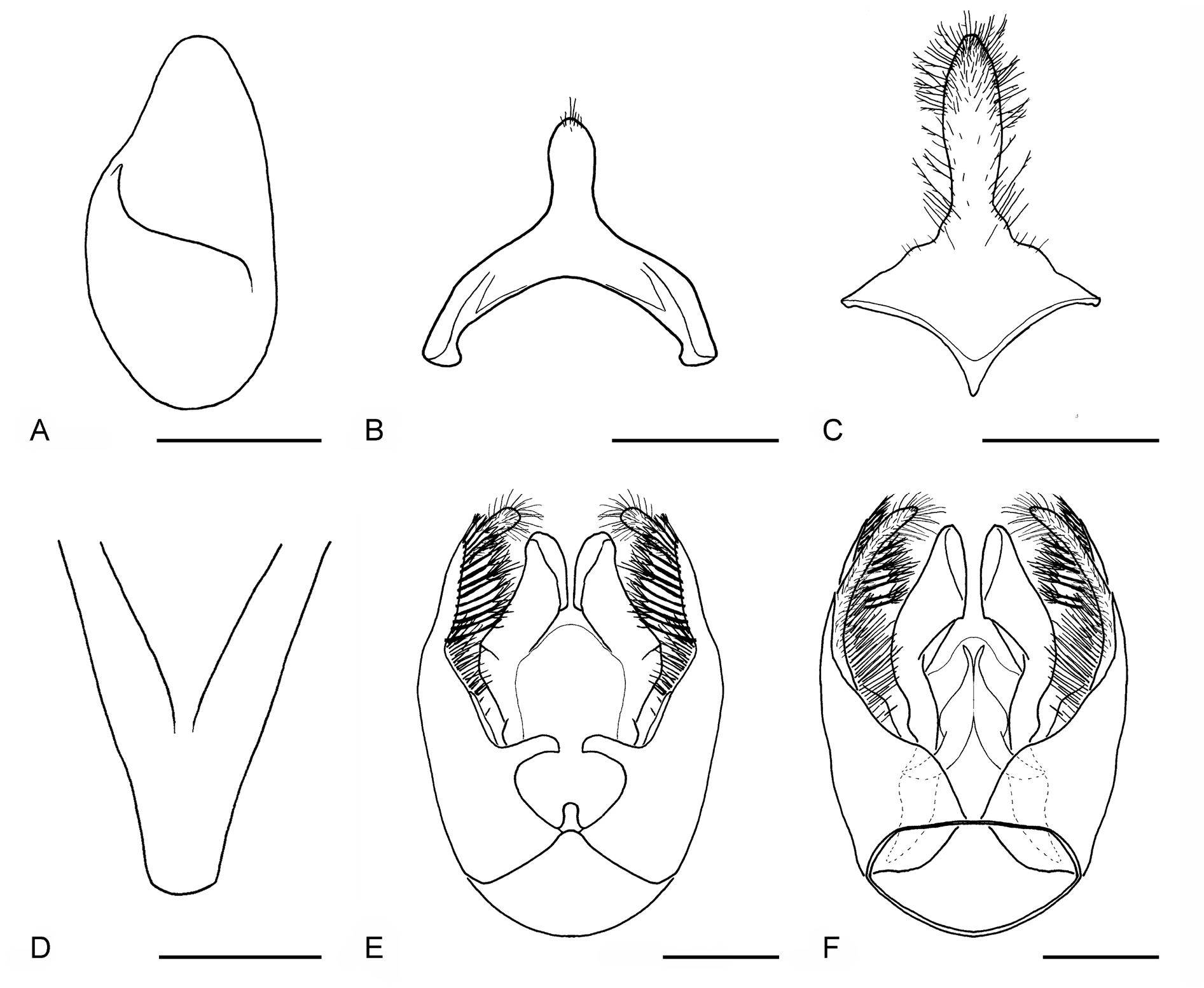 Centris (Relicthemisia) xanthomelaena Moure & Castro 2001 Plazi