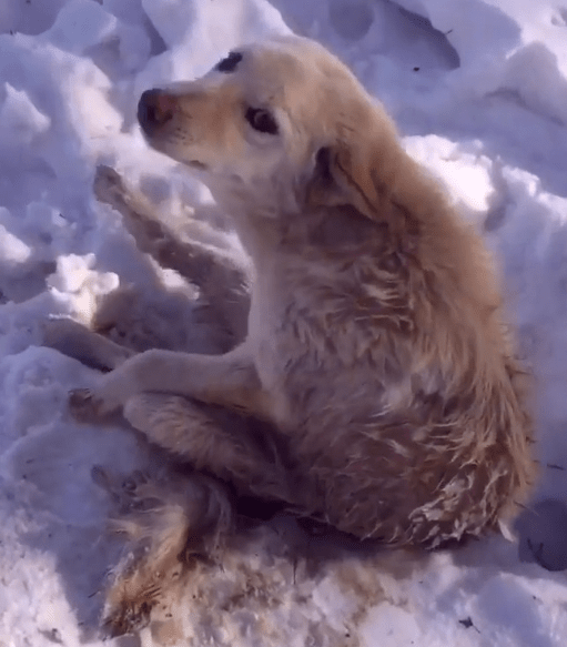 The heartrending wails of a dog stranded in the snow for days