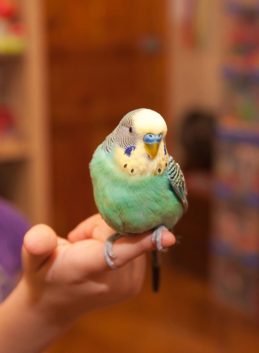 Zen Paws Sitting We love them like you do!