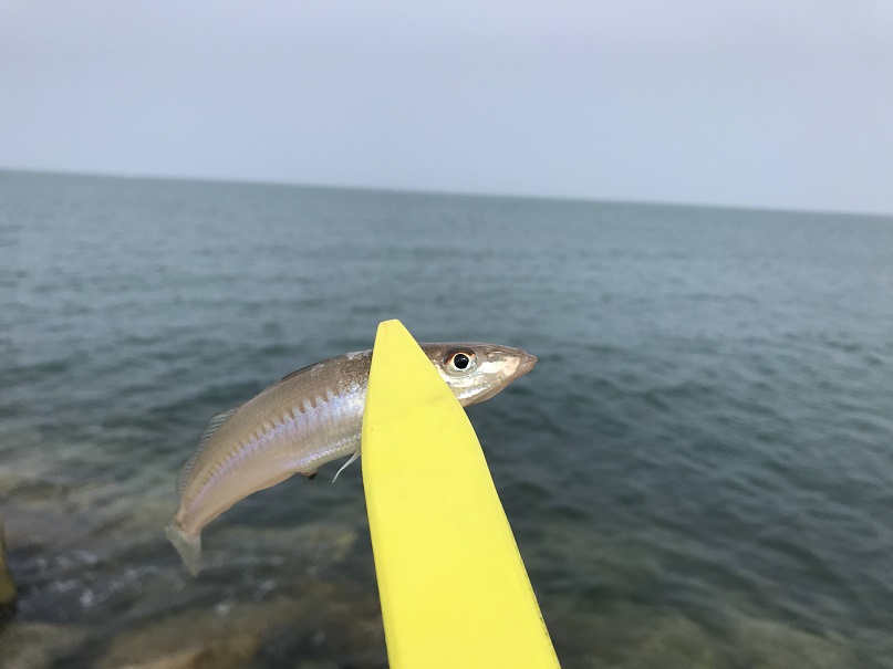 釣行 夏はキス釣りを楽しもうぜ つりとくるま