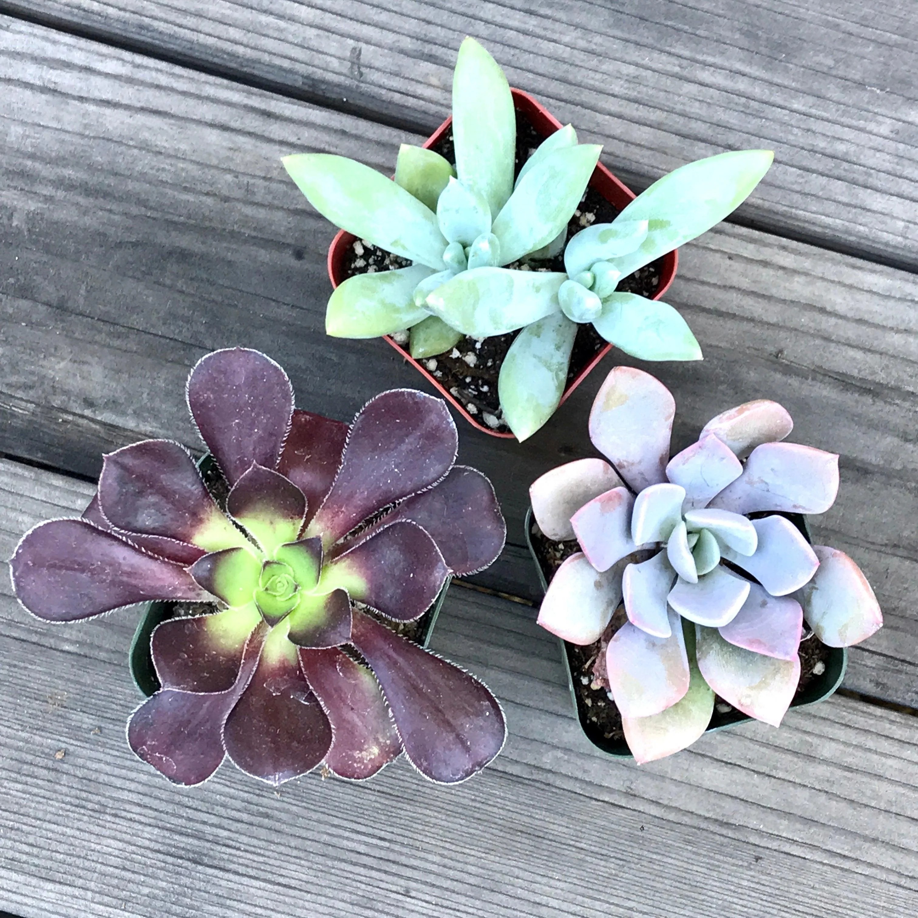All the best reasons to gift a succulent plant Live Gifts Zensability